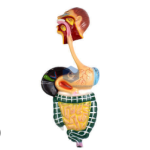 Human Digestive System Model